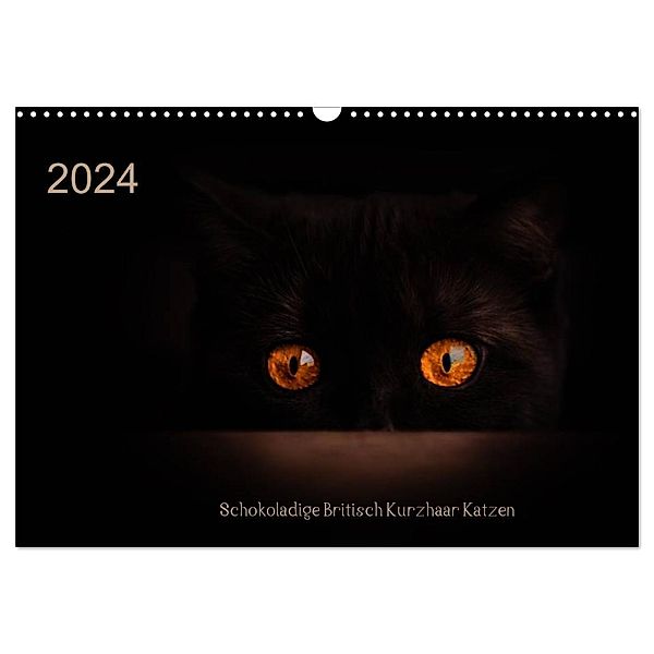 Schokoladige Britisch Kurzhaar Katzen (Wandkalender 2024 DIN A3 quer), CALVENDO Monatskalender, Janina Bürger