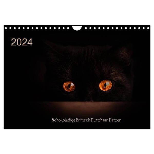 Schokoladige Britisch Kurzhaar Katzen (Wandkalender 2024 DIN A4 quer), CALVENDO Monatskalender, Janina Bürger