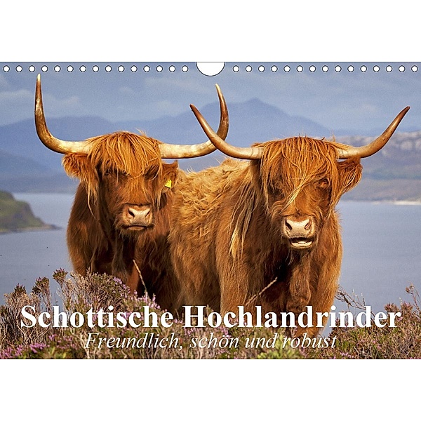 Schottische Hochlandrinder. Freundlich, schön und robust (Wandkalender 2020 DIN A4 quer), Elisabeth Stanzer