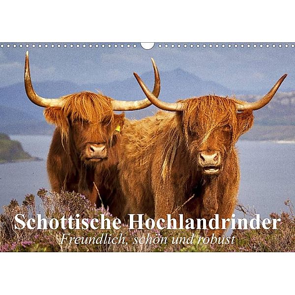 Schottische Hochlandrinder. Freundlich, schön und robust (Wandkalender 2023 DIN A3 quer), Elisabeth Stanzer