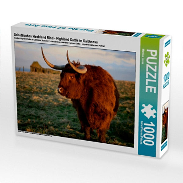 Schottisches Hochland Rind - Highland Cattle in Caithness (Puzzle), Martina Cross