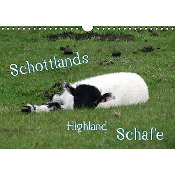 Schottlands Highland Schafe (Wandkalender 2016 DIN A4 quer), bwd