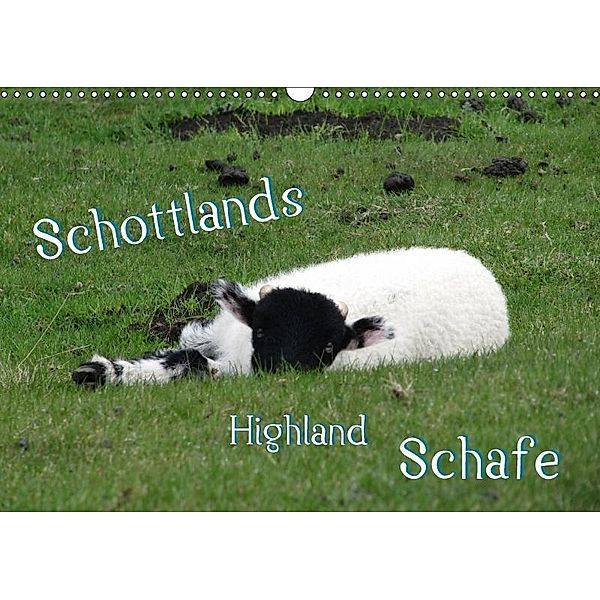 Schottlands Highland Schafe (Wandkalender 2017 DIN A3 quer), ~bwd~