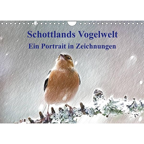Schottlands Vogelwelt - Ein Porträt in Zeichnungen (Wandkalender 2023 DIN A4 quer), Friederike Küster