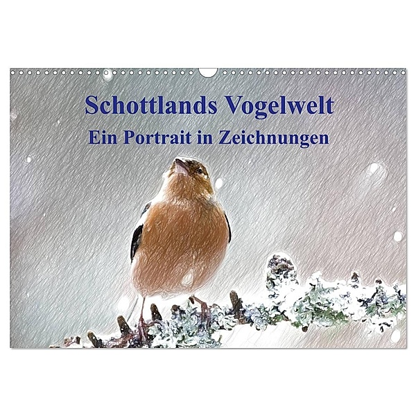 Schottlands Vogelwelt - Ein Porträt in Zeichnungen (Wandkalender 2024 DIN A3 quer), CALVENDO Monatskalender, Friederike Küster
