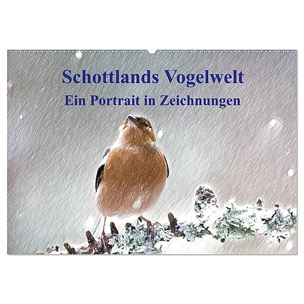 Schottlands Vogelwelt - Ein Porträt in Zeichnungen (Wandkalender 2024 DIN A2 quer), CALVENDO Monatskalender, Friederike Küster