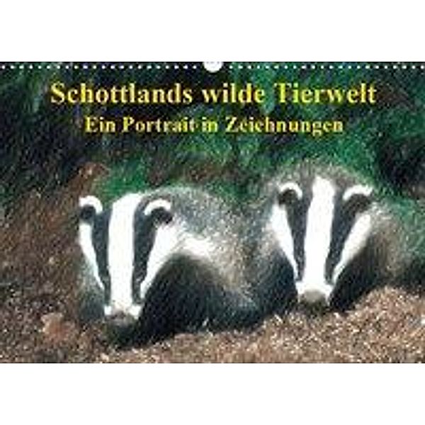 Schottlands wilde Tierwelt - Ein Porträt in Zeichnungen (Wandkalender 2019 DIN A3 quer), Friederike Küster