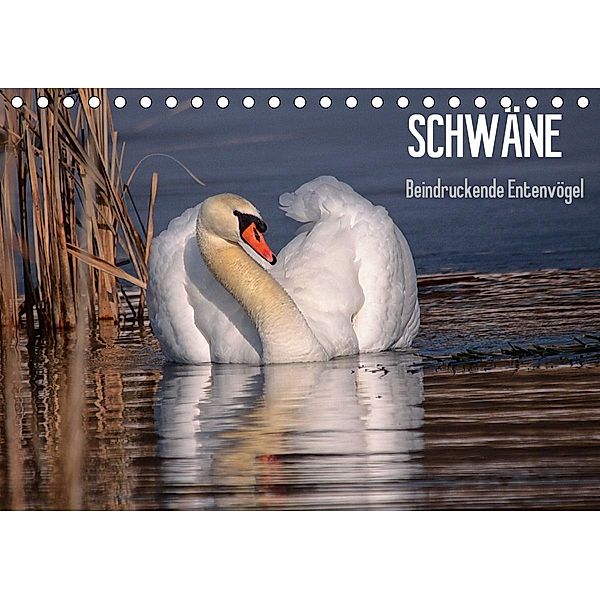 Schwäne - Beeindruckende Entenvögel (Tischkalender 2021 DIN A5 quer), Winfried Erlwein