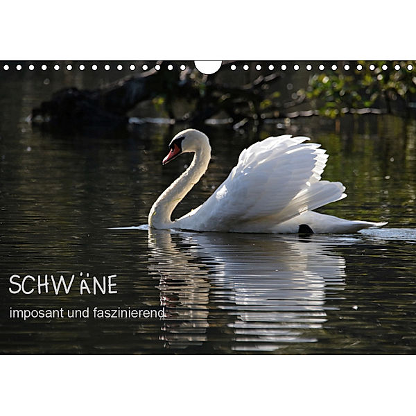 Schwäne - imposant und faszinierend (Wandkalender 2019 DIN A4 quer), Klaus Fröhlich