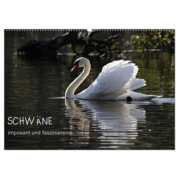 Schwäne - imposant und faszinierend (Wandkalender 2024 DIN A2 quer), CALVENDO Monatskalender, Klaus Fröhlich