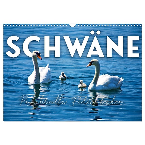 Schwäne - Prachtvolle Federkleider. (Wandkalender 2024 DIN A3 quer), CALVENDO Monatskalender, SF