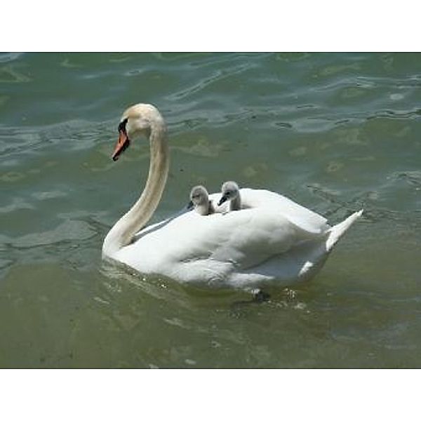 Schwan mit Babys - 1.000 Teile (Puzzle)