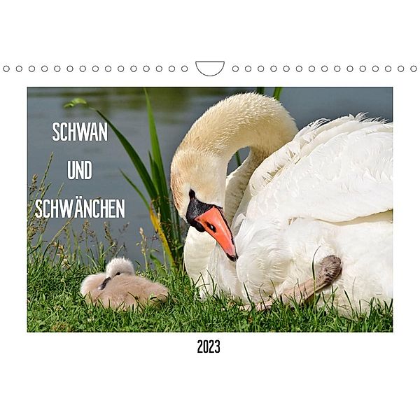 SCHWAN UND SCHWÄNCHEN (Wandkalender 2023 DIN A4 quer), Marlise Gaudig