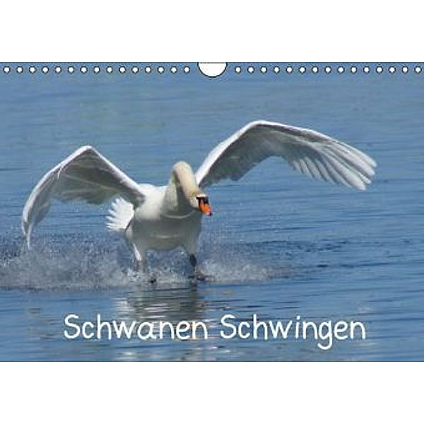 Schwanen Schwingen (Wandkalender 2015 DIN A4 quer), kattobello