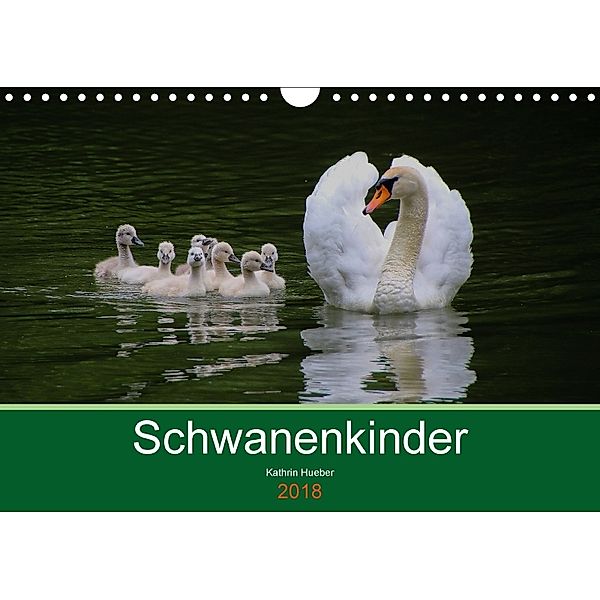 Schwanenkinder (Wandkalender 2018 DIN A4 quer), Kathrin Hueber