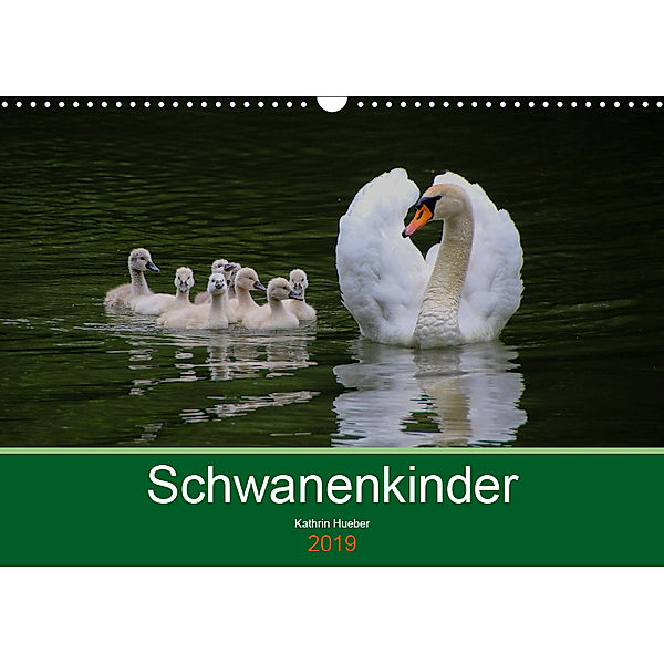 Schwanenkinder (Wandkalender 2019 DIN A3 quer), Kathrin Hueber