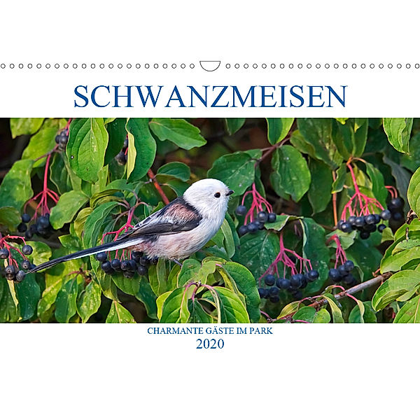 Schwanzmeisen (Wandkalender 2020 DIN A3 quer), Anette Jäger