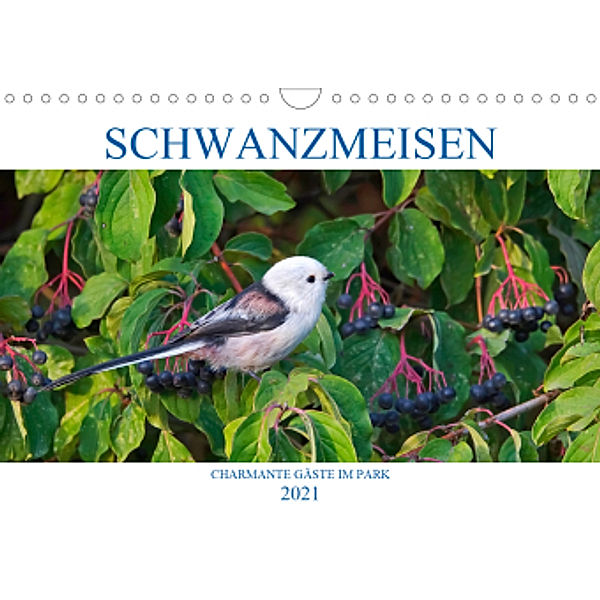 Schwanzmeisen (Wandkalender 2021 DIN A4 quer), Anette Jäger