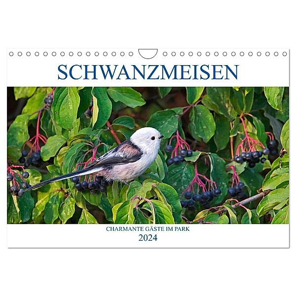 Schwanzmeisen (Wandkalender 2024 DIN A4 quer), CALVENDO Monatskalender, Anette Jäger