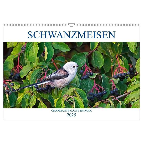 Schwanzmeisen (Wandkalender 2025 DIN A3 quer), CALVENDO Monatskalender, Calvendo, Anette Jäger