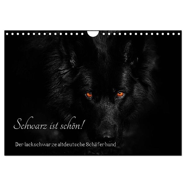 Schwarz ist schön! Der lackschwarze altdeutsche Schäferhund (Wandkalender 2024 DIN A4 quer), CALVENDO Monatskalender, Rena Werz