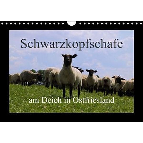 Schwarzkopfschafe am Deich in Ostfriesland (Wandkalender 2015 DIN A4 quer), Rolf Pötsch