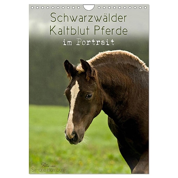Schwarzwälder Kaltblut Pferde im Portrait (Wandkalender 2024 DIN A4 hoch), CALVENDO Monatskalender, Simone Homberg