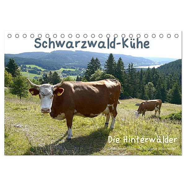 Schwarzwald-Kühe - Die Hinterwälder (Tischkalender 2024 DIN A5 quer), CALVENDO Monatskalender, Biothemen, Stefanie Goldscheider