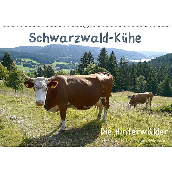 Schwarzwald-Kühe - Die Hinterwälder (Wandkalender 2018 DIN A2 quer), Stefanie Goldscheider