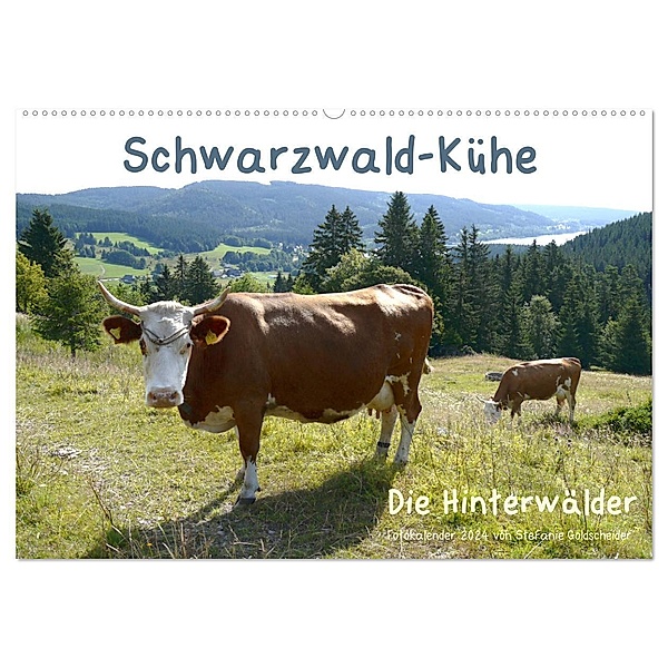 Schwarzwald-Kühe - Die Hinterwälder (Wandkalender 2024 DIN A2 quer), CALVENDO Monatskalender, Biothemen, Stefanie Goldscheider