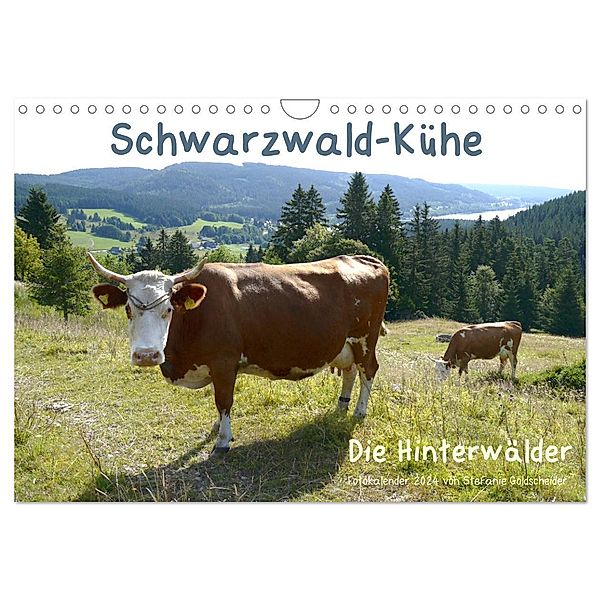 Schwarzwald-Kühe - Die Hinterwälder (Wandkalender 2024 DIN A4 quer), CALVENDO Monatskalender, Biothemen, Stefanie Goldscheider