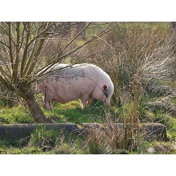 Schwein - 200 Teile (Puzzle)