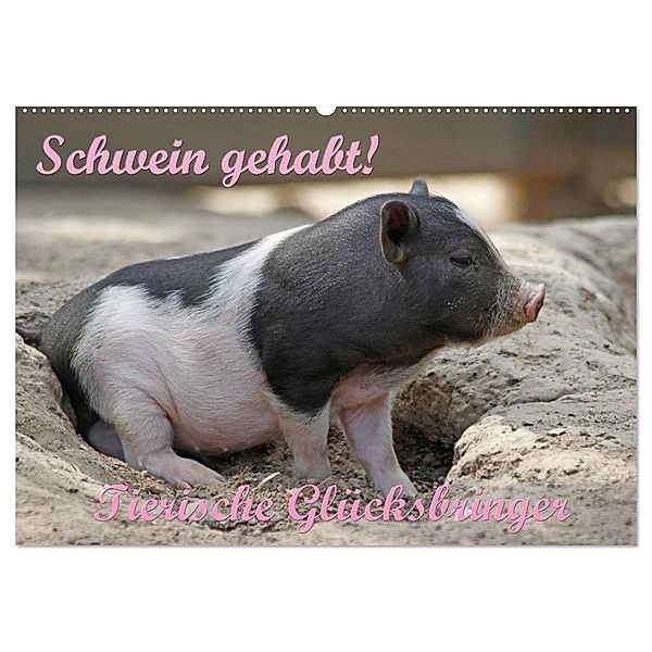 Schwein gehabt! (Wandkalender 2024 DIN A2 quer), CALVENDO Monatskalender, Antje Lindert-Rottke