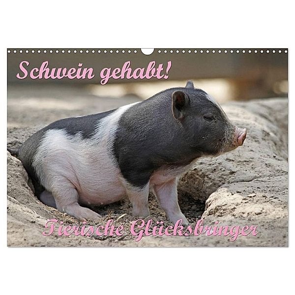 Schwein gehabt! (Wandkalender 2024 DIN A3 quer), CALVENDO Monatskalender, Antje Lindert-Rottke