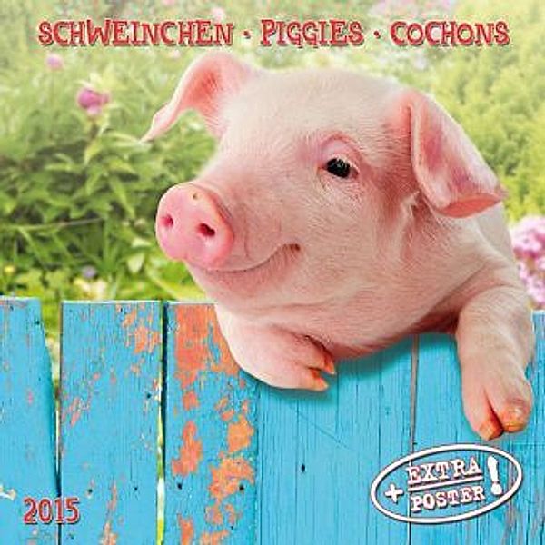 Schweinchen 2015. Piggies. Cochons