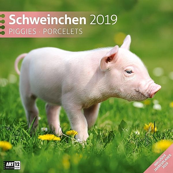 Schweinchen 2019