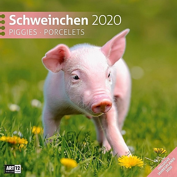 Schweinchen 2020