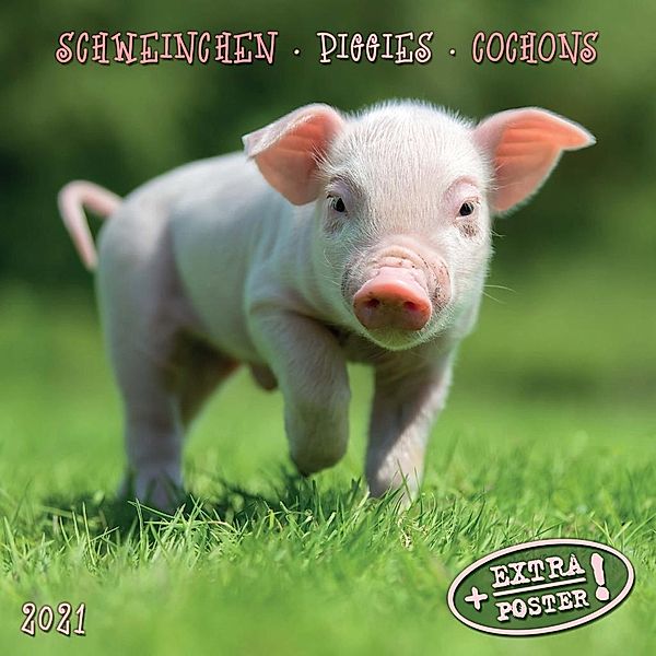 Schweinchen / Piggies / Cochons 2021