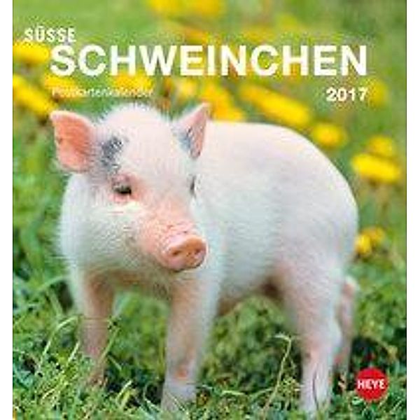 Schweinchen Postkartenkalender 2017