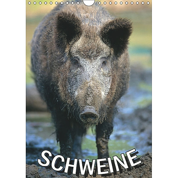 Schweine 2019 (Wandkalender 2019 DIN A4 hoch), N N
