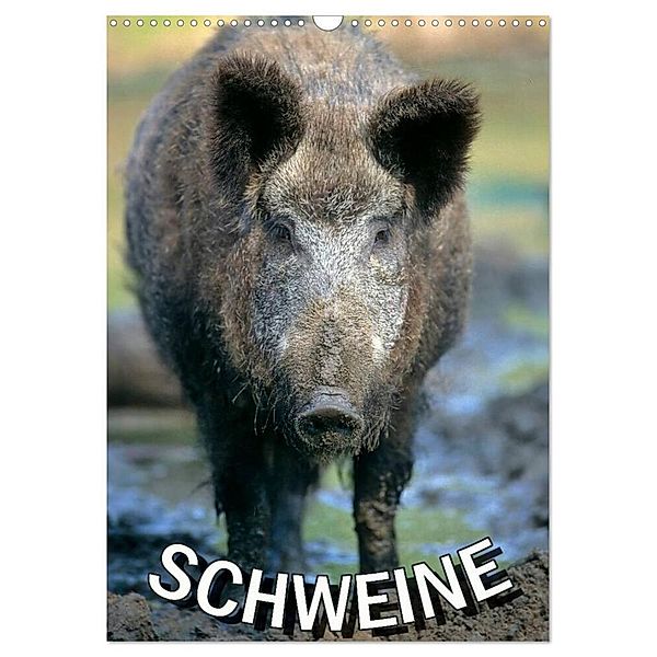 Schweine 2024 (Wandkalender 2024 DIN A3 hoch), CALVENDO Monatskalender, Calvendo