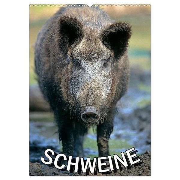 Schweine 2025 (Wandkalender 2025 DIN A2 hoch), CALVENDO Monatskalender, Calvendo
