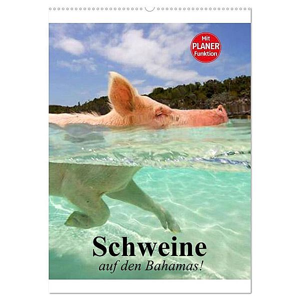 Schweine auf den Bahamas! (Wandkalender 2024 DIN A2 hoch), CALVENDO Monatskalender, Elisabeth Stanzer