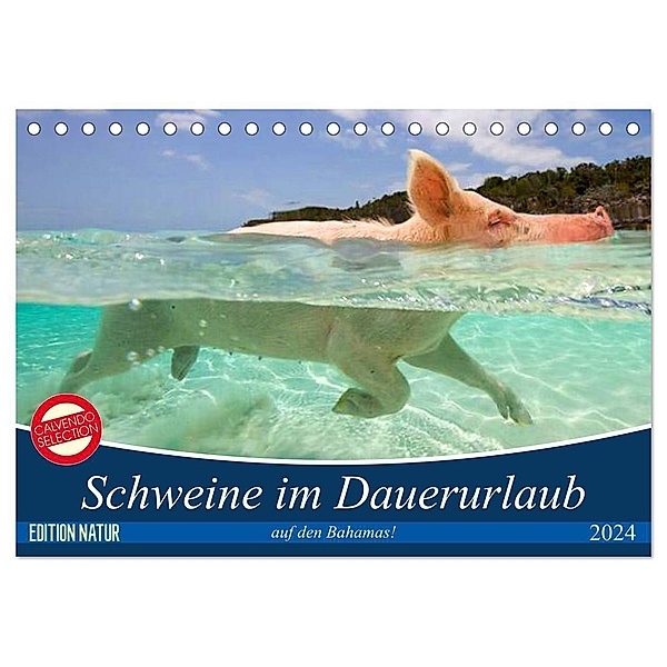 Schweine im Dauerurlaub auf den Bahamas! (Tischkalender 2024 DIN A5 quer), CALVENDO Monatskalender, Elisabeth Stanzer