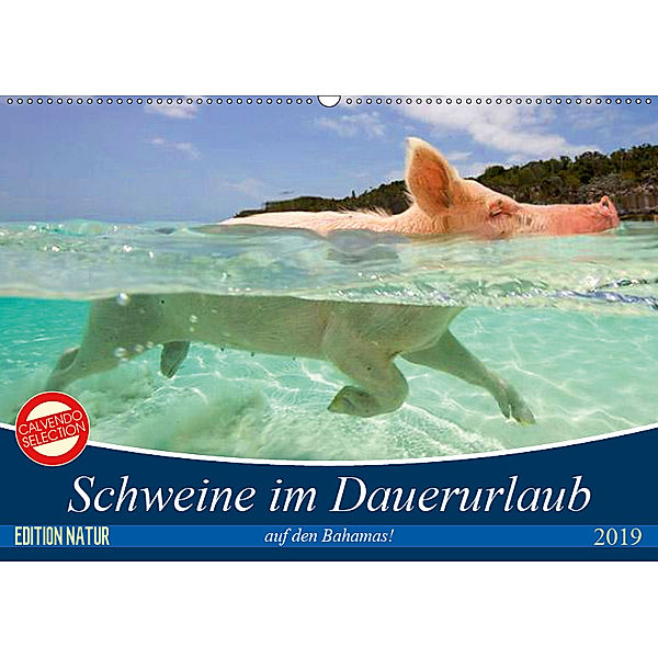 Schweine im Dauerurlaub auf den Bahamas! (Wandkalender 2019 DIN A2 quer), Elisabeth Stanzer