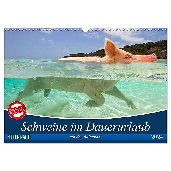 Schweine im Dauerurlaub auf den Bahamas! (Wandkalender 2024 DIN A3 quer), CALVENDO Monatskalender, Elisabeth Stanzer