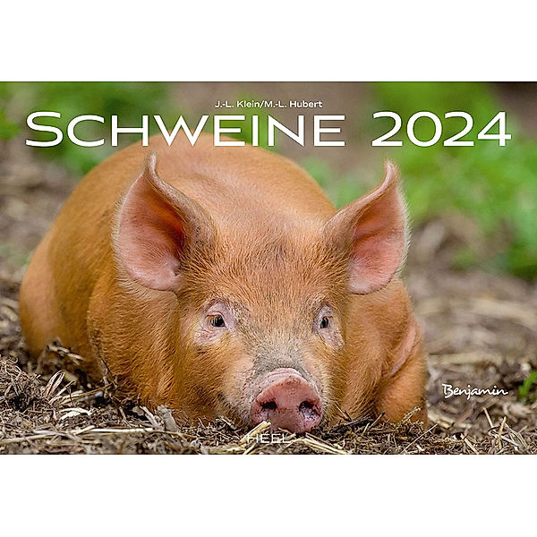 Schweine Kalender 2024, Klein