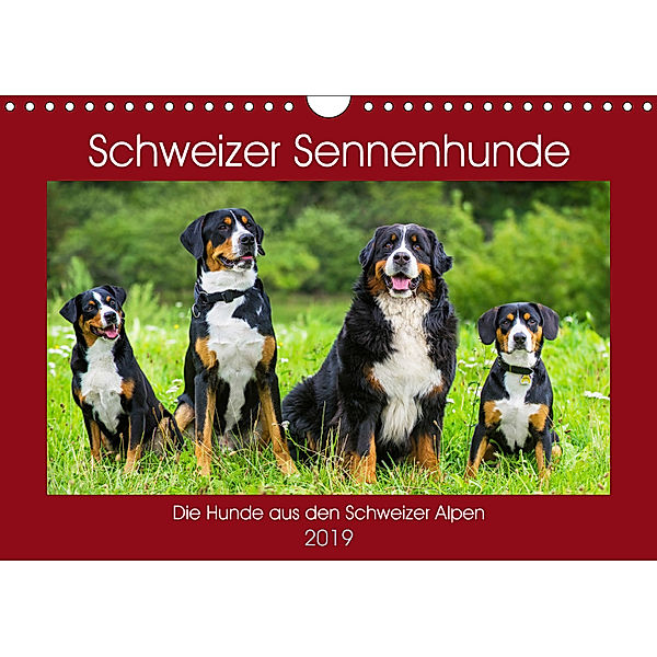 Schweizer Sennenhunde - die Hunde aus den Schweizer Alpen (Wandkalender 2019 DIN A4 quer), Sigrid Starick