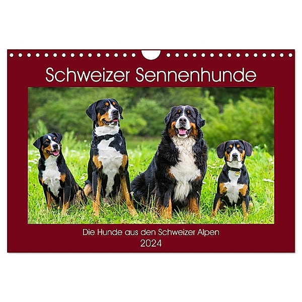 Schweizer Sennenhunde - die Hunde aus den Schweizer Alpen (Wandkalender 2024 DIN A4 quer), CALVENDO Monatskalender, Sigrid Starick