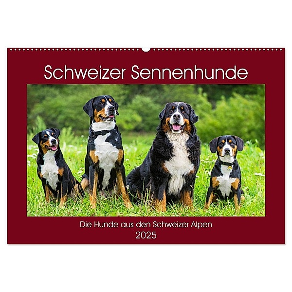 Schweizer Sennenhunde - die Hunde aus den Schweizer Alpen (Wandkalender 2025 DIN A2 quer), CALVENDO Monatskalender, Calvendo, Sigrid Starick